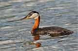 Red-necked Grebeborder=